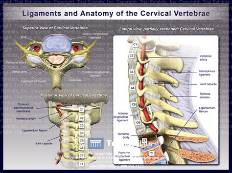 Anatomy Of The Posterior Vertebral Column Trialexhibits Inc Images