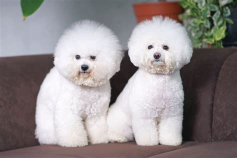 How To Groom A Bichon Frise At Residence With 14 Easy Steps Detroit