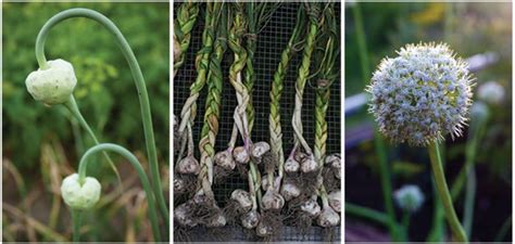 Plant Garlic In October For Warm Season Scapes Cloves And Blooms