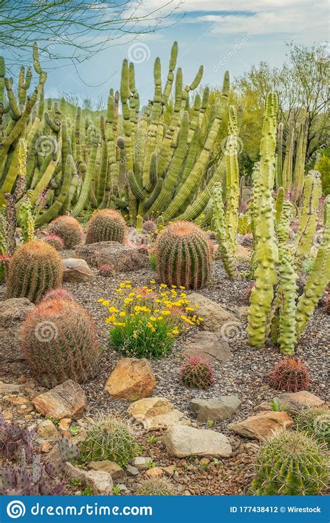 Mixed Cacti In The Desert Stock Photo Image Of Arizona 177438412