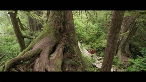 The old billla poli la pasma,, la cana. Old-Growth Forests vs. Second-Growth Plantations - YouTube