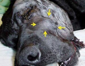Lever Tumor Bij Honden Oorzaken En Symptomen Uitgelaten Hond My Xxx