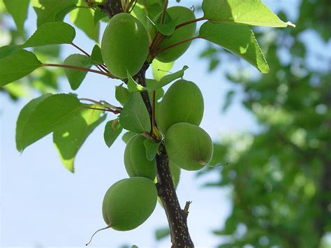 Apricot Diseases And Pests Description Uses Propagation