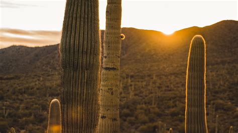 Cactus Desert Sunset 4k Hd Wallpaper