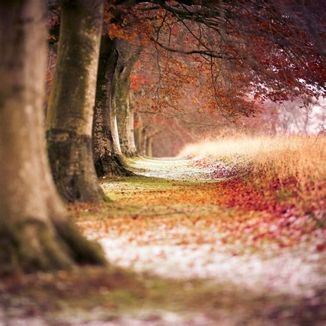 Forest Trees Path Fallen Leaves Ipad Air Wallpapers Free Download
