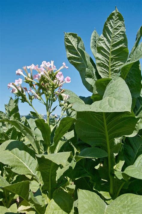 Planta De Tabaco En La Floración Foto de archivo Imagen de plantas