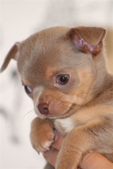 Lilac Chihuahua Puppy Chihuahua Puppies Cute Baby