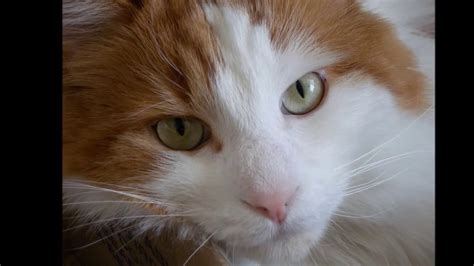 Turkse Van Alles Over Kattenrassen De Nieuwe Kat Vlr Eng Br