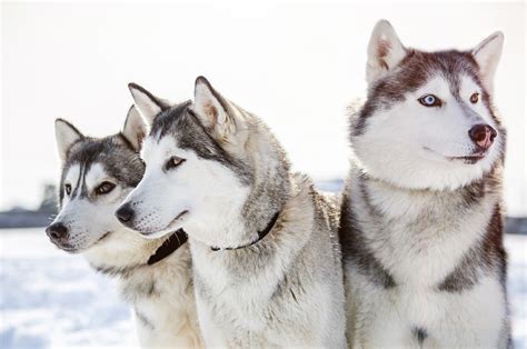 10 Beautiful Types Of Husky Breeds With Pictures Pet Keen
