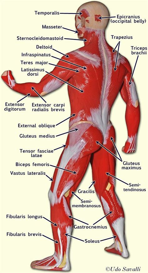 Bio Muscle Man Human Body Anatomy Body Anatomy Man Anatomy
