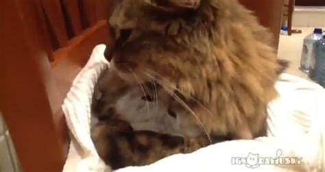 Cat Mom Hugs Kitten Cuteness Video Videos Metatube
