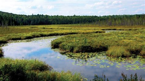 World Wetlands Day Biodiversity Conservation Must Be On Top Priority