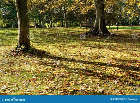 Sunny Autumn Day In The Public Park Stock Image Image Of Brown Light