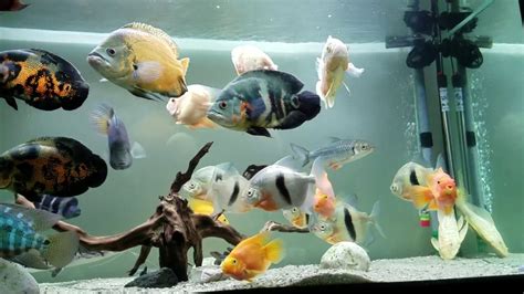 Oscar Fish Aquarium Part 2 750l 150cm Youtube