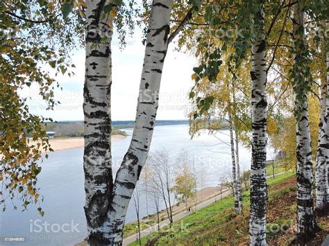 Russian White Birch Trees On The Embankment Of The Vyatka River Stock