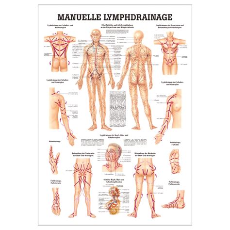 Mini Poster Manual Lymph Drainage L X W 34x24 Cm Buy Online Sport Tec