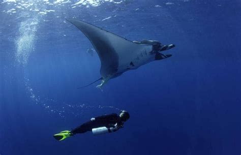 Pictures Manta Rays Swim With Divers Off The Coast Of Mexico