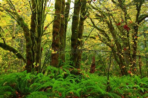 Pacific Northwest Rainforest With Big Leaf Maple And Conifer Trees