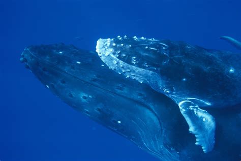 whales reproduction main characteristics and habits