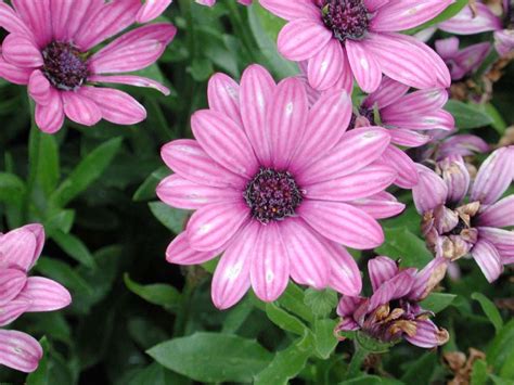 Osteospermum Soprano Purple Annual Flower Research At Bluegrass Lane