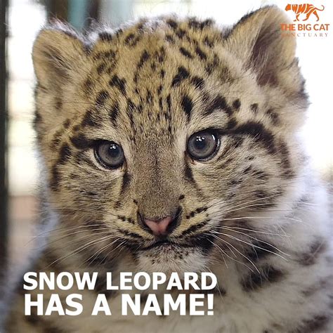 He Has A Name The Big Cat Sanctuary 🧡 Our Snow Leopard Cub Now Has