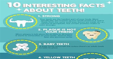 10 interesting facts about teeth infographic infographics