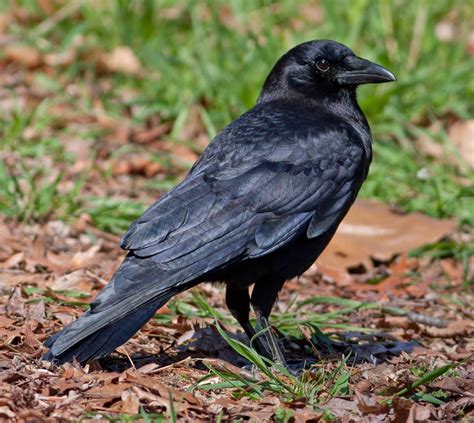 Wild Profile Meet The American Crow Cottage Life