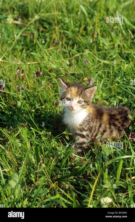 Domestic Kitten Sitting On Meadow Stock Photo Alamy