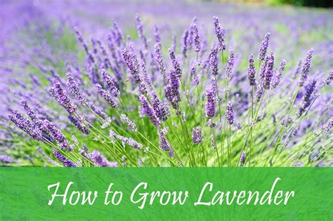 How To Grow Lavender See Whats Need To Do First The Rex Garden