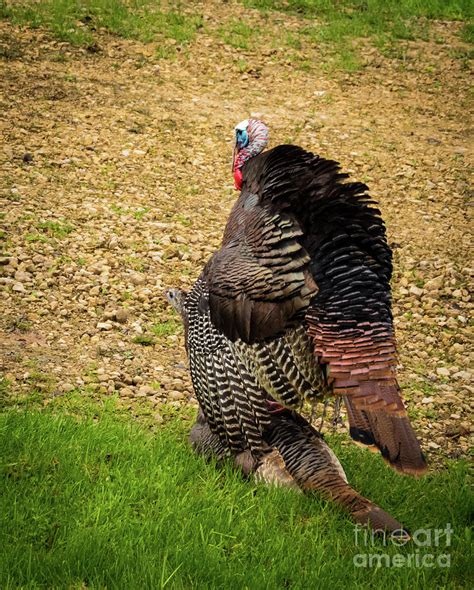 turkey mounted photograph by stephanie forrer harbridge pixels