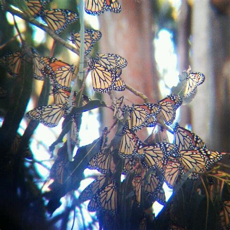 Cluster Of Monarchs Seen At Monarch Butterfly Groveseason Has Begun