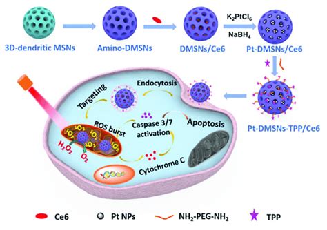 Schematic Representation Of Mitochondria Targeted Dendritic Msns For