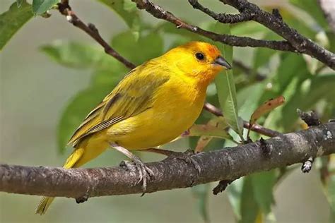 6 Types Of Yellow Birds In Hawaii Pictures Hawaii Bird Guide