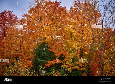 Algonquin Fall Colours Provincial Park Ontario Stock Photo Alamy