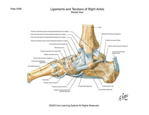Note the widespread insertion of. Tarsal Bones & Ligaments | Ankle anatomy, Ankle tendonitis ...