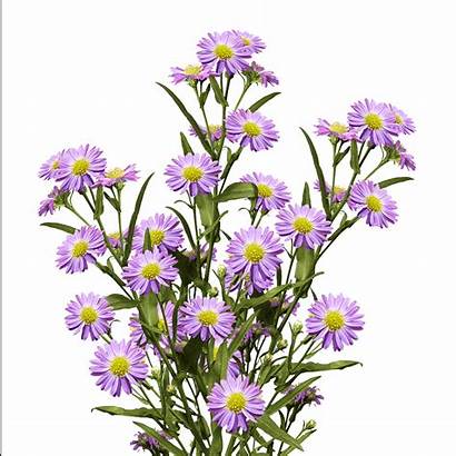 Aster Purple Flowers Vibrant Asters Globalrose Stems