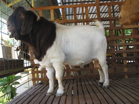 Pin On Boer Goats