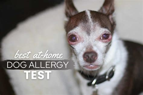 Best At Home Dog Allergy Test Kits 2022 For Food Skin Seasonal