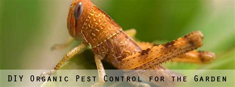 This astonishing 24 organic pest control list is the perfect tool in maintaining a healthy garden. Organic Pest Control for Your Garden