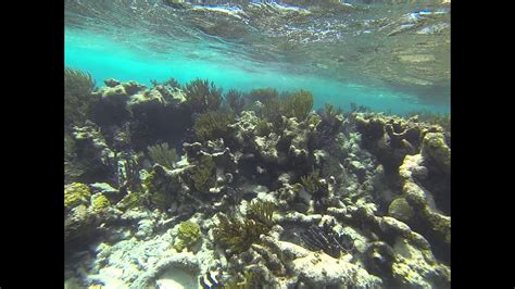 Grand Cayman Snorkeling Youtube