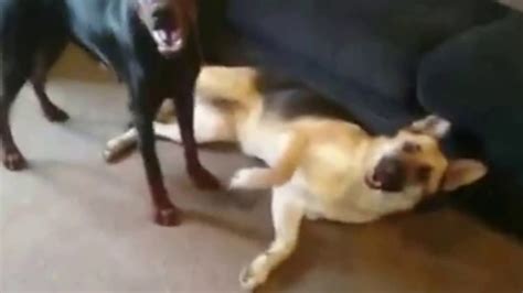 Ultimate Dog Battle Doberman Pinscher Vs German Shepherd Fight Youtube