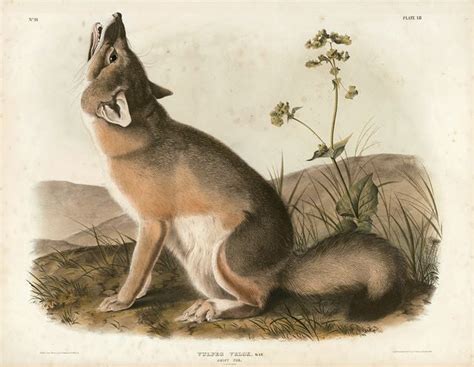 Original Imperial Swift Fox Plate 52 Princeton Audubon Prints