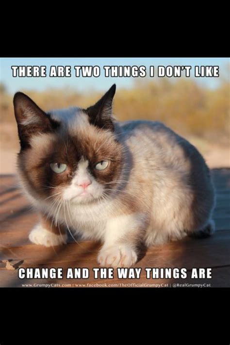 Grumpy Cat Meow Pinterest Grumpy Kitty Cat Memes