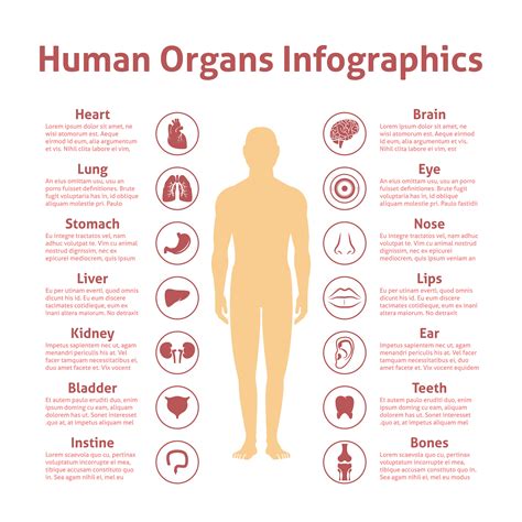 Infographic Human Body Systems