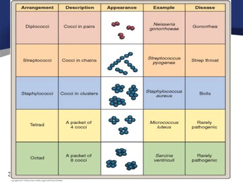 In a female, it is not. Faridchapter4microbiology