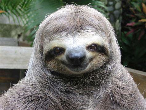 Happy Sloth