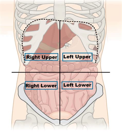 Organs Of Four Abdominal Quadrants And Nine Abdominal Regions