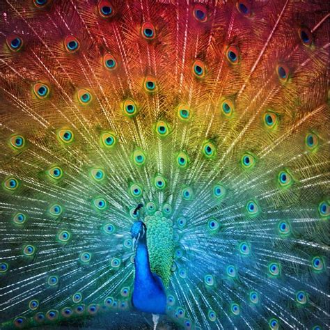 55 Best Peacocks Images On Pinterest Peacocks Peacock Feathers And