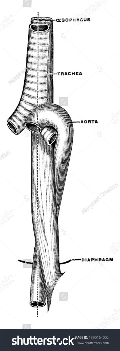 This Diagram Represents Esophagus Trachea Aorta Vector Có Sẵn Miễn