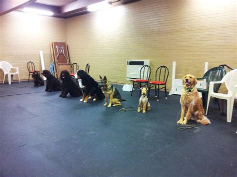 Board And Train Academy Of Canine Behavior For A Lot Bloggers Picture